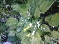 /album/rusticgarden/hosta-jpg1/