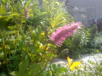 /album/rusticgarden/luppio-jpg1/